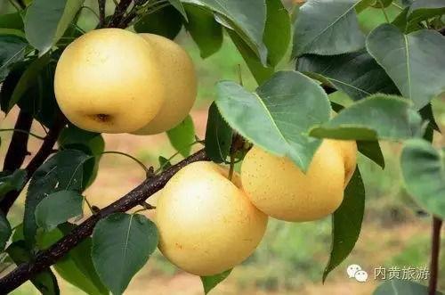 东庄头今日茭瓜价格