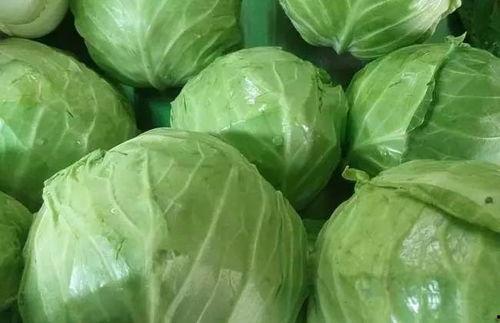 东庄头今日茭瓜价格