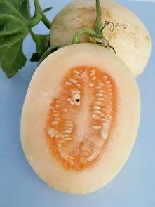 今日台州瓜价格,新鲜瓜果价格一览