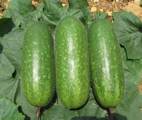 今日毛瓜的价格,市场行情一览