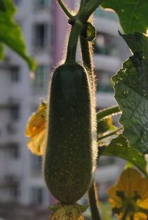 今日毛瓜的价格,市场行情一览