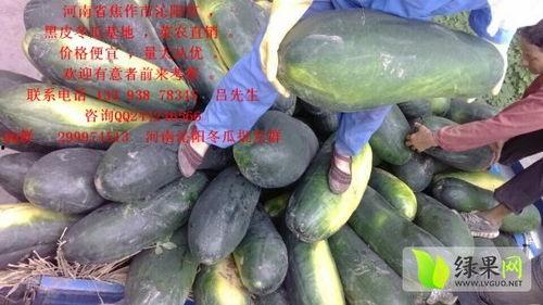 今日毛瓜的价格,市场行情一览