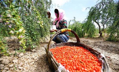 今日瓜州布隆吉新闻,聚焦布隆吉发展动态，共话乡村振兴新篇章