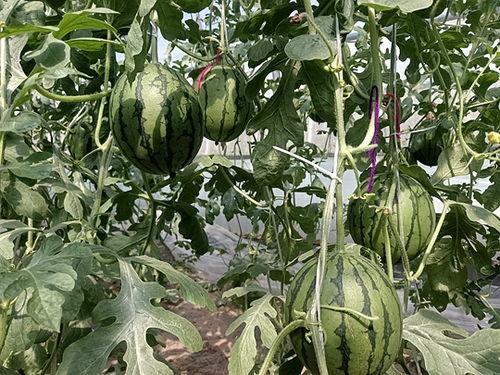 2025周口小吊瓜今日行情,今日行情一览，丰收喜悦与市场动态”