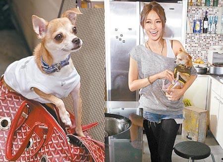 明星网红宠物是谁啊,揭秘明星网红宠物的神秘身份