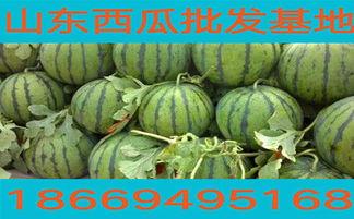 今日全国瓜价,多地瓜农收益受影响”