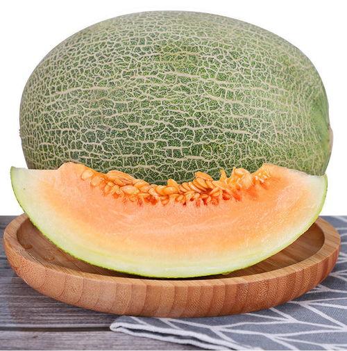 广西北海小蜜瓜今日价格,价格行情一览”