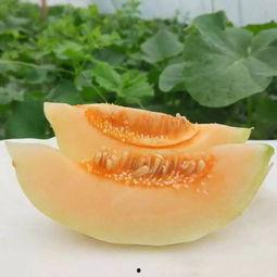 广西北海小蜜瓜今日价格,价格行情一览”