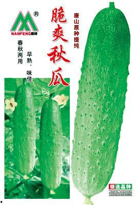 秋瓜今日价格,丰收季节的甜蜜行情解析