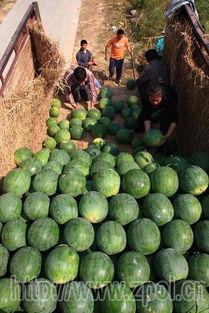 秋瓜今日价格,丰收季节的甜蜜行情解析