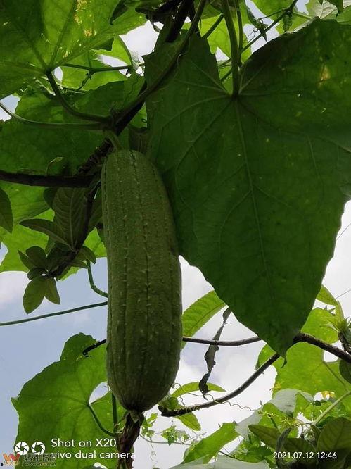 云南楚雄元谋今日瓜价,瓜香四溢，价格波动一览