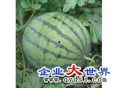 云南楚雄元谋今日瓜价,瓜香四溢，价格波动一览