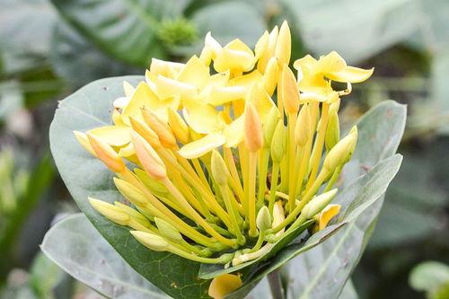 今日佛手瓜菜价格,市场行情分析