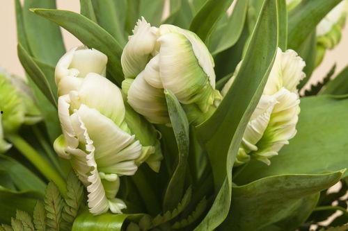 今日佛手瓜菜价格,市场行情分析