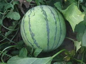 瓜今日市场价西安,新鲜瓜果价格一览