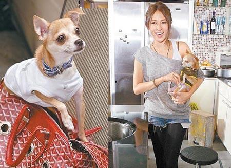 流浪明星网红狗是谁,从街头流浪者到网络红星的逆袭之旅