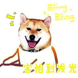 流浪明星网红狗是谁,从街头流浪者到网络红星的逆袭之旅