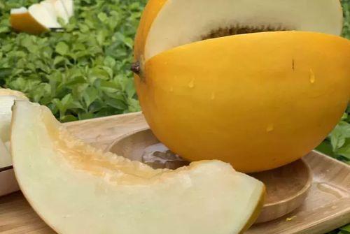 缅甸蜜瓜今日价格