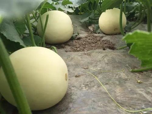 玉菇蜜瓜今日价格走势,今日走势解析