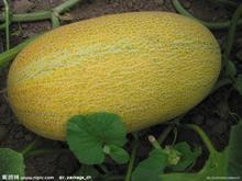 今日哈密瓜价格长沙市,今日行情一览