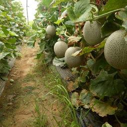 山东哈密瓜价格今日价格,价格行情一览