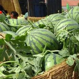 连云港今日瓜价