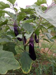 今日茄瓜批发价格表,市场行情实时更新