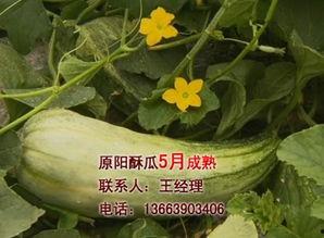 酥瓜今日价位走势,今日走势解析