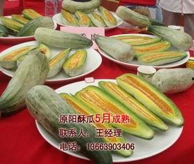 酥瓜今日价位走势,今日走势解析