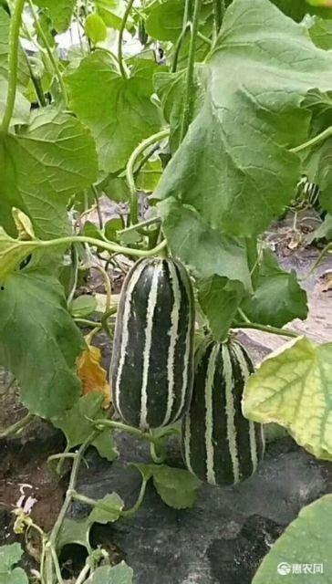 洋瓜价格今日行情最新,价格波动解析与市场趋势洞察