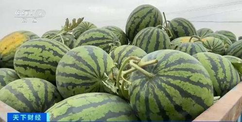 洋瓜价格今日行情最新,价格波动解析与市场趋势洞察