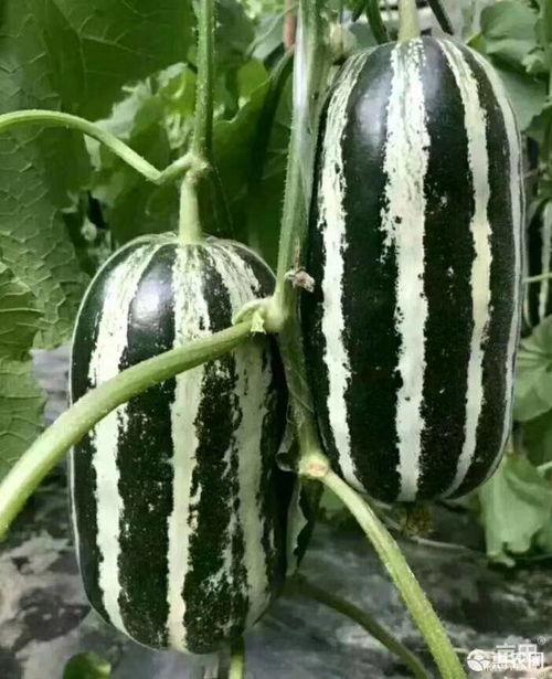 洋瓜价格今日行情最新,价格波动解析与市场趋势洞察